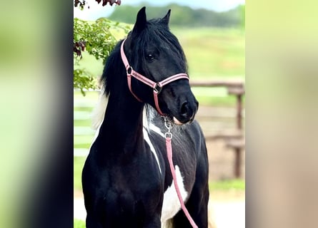 Más ponis/caballos pequeños, Caballo castrado, 4 años, 140 cm, Pío