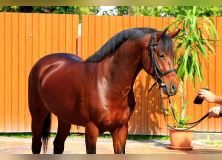 Más ponis/caballos pequeños, Caballo castrado, 4 años, 143 cm, Castaño