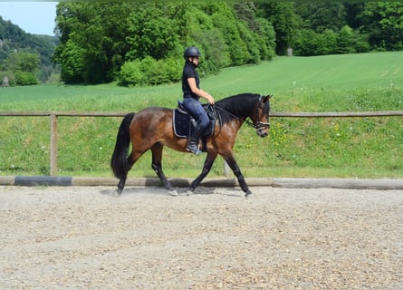 Más ponis/caballos pequeños, Caballo castrado, 4 años, 143 cm, Castaño