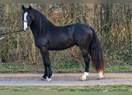 Más ponis/caballos pequeños, Caballo castrado, 4 años, 145 cm, Negro