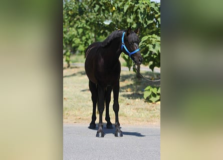 Más ponis/caballos pequeños, Caballo castrado, 4 años, 145 cm, Negro