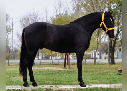 Más ponis/caballos pequeños, Caballo castrado, 4 años, 148 cm, Negro