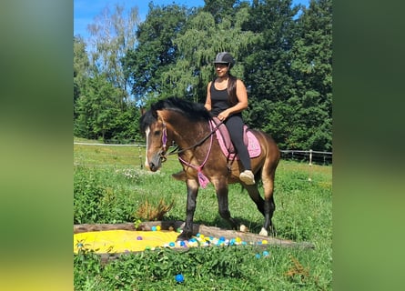 Más ponis/caballos pequeños, Caballo castrado, 4 años, 150 cm, Castaño oscuro