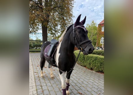 Más ponis/caballos pequeños, Caballo castrado, 4 años, 155 cm, Pío