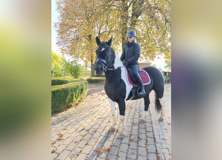 Más ponis/caballos pequeños, Caballo castrado, 4 años, 155 cm, Pío