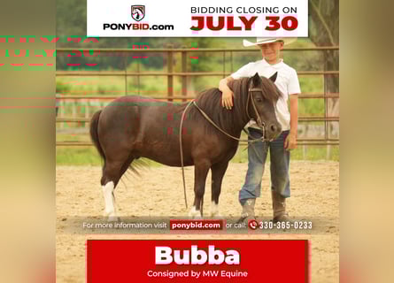 Más ponis/caballos pequeños, Caballo castrado, 4 años, 86 cm