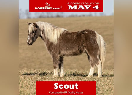 Más ponis/caballos pequeños, Caballo castrado, 4 años, 89 cm, Pío
