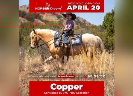 Más ponis/caballos pequeños, Caballo castrado, 5 años, 124 cm, Palomino