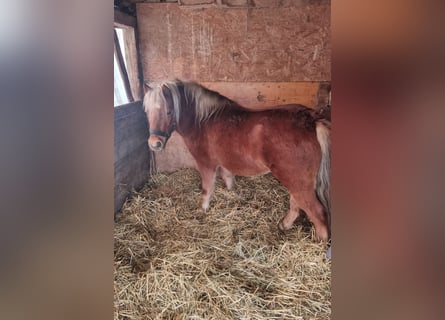 Más ponis/caballos pequeños, Caballo castrado, 5 años, 125 cm, Alazán