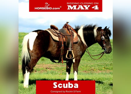 Más ponis/caballos pequeños, Caballo castrado, 5 años, 127 cm, Pío