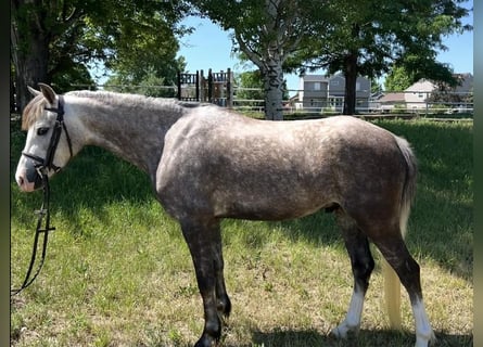 Más ponis/caballos pequeños, Caballo castrado, 5 años, 127 cm, Tordo
