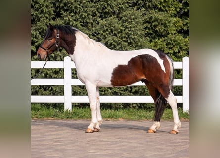 Más ponis/caballos pequeños, Caballo castrado, 5 años, 147 cm, Pío