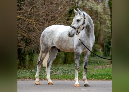 Más ponis/caballos pequeños, Caballo castrado, 5 años, 150 cm, Tordo rodado