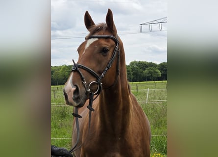 Más ponis/caballos pequeños, Caballo castrado, 5 años, 154 cm, Alazán-tostado