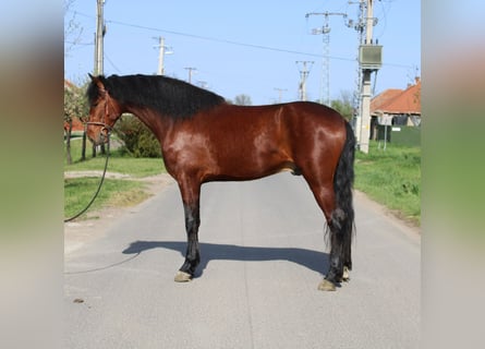 Más ponis/caballos pequeños, Caballo castrado, 5 años, 155 cm, Castaño