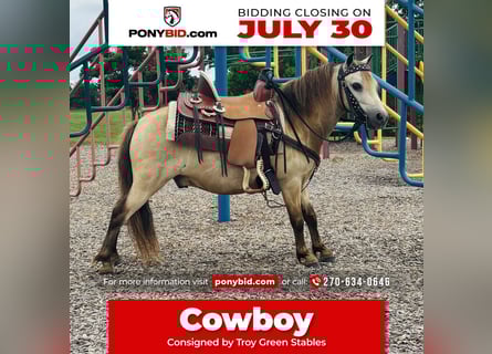 Más ponis/caballos pequeños, Caballo castrado, 5 años, 97 cm, Buckskin/Bayo