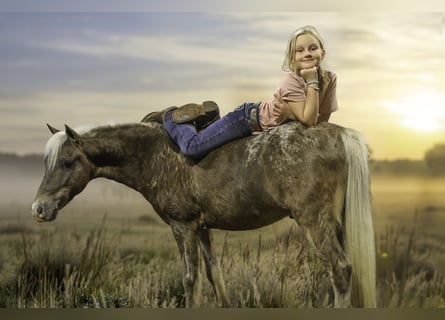Más ponis/caballos pequeños, Caballo castrado, 6 años, 107 cm, Palomino