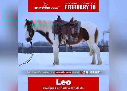 Más ponis/caballos pequeños, Caballo castrado, 6 años, 112 cm