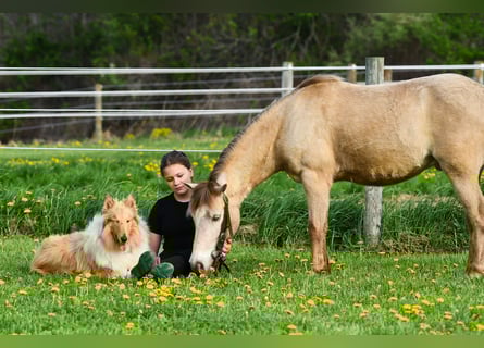 Más ponis/caballos pequeños, Caballo castrado, 6 años, 117 cm, Champán