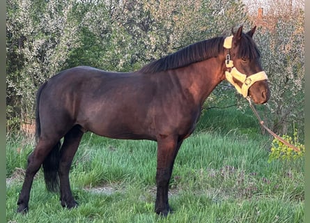 Más ponis/caballos pequeños, Caballo castrado, 6 años, 143 cm, Negro