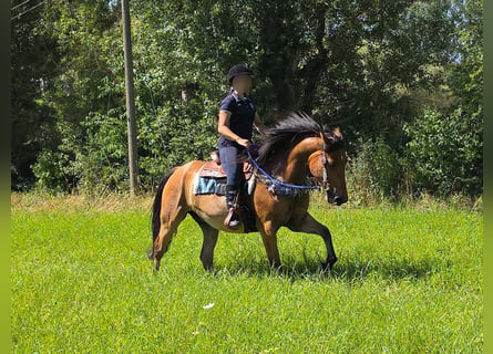 Más ponis/caballos pequeños, Caballo castrado, 6 años, 154 cm, Bayo