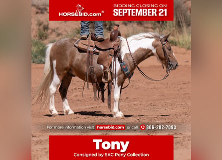 Más ponis/caballos pequeños, Caballo castrado, 6 años, Pío