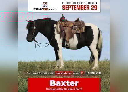 Más ponis/caballos pequeños, Caballo castrado, 7 años, 109 cm, Pío