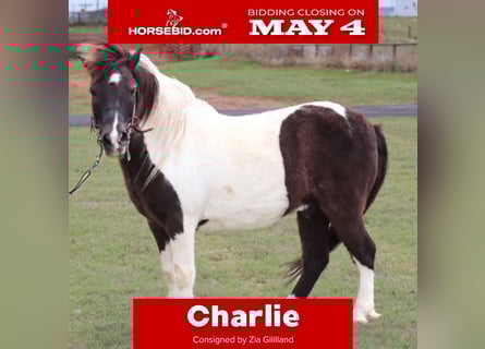 Más ponis/caballos pequeños, Caballo castrado, 7 años, 109 cm, Pío