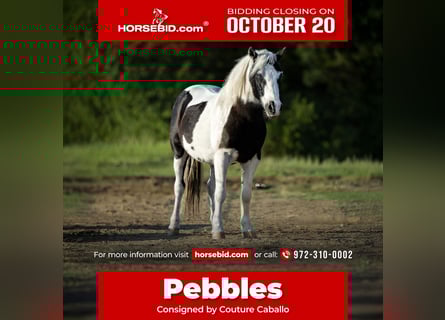 Más ponis/caballos pequeños, Caballo castrado, 7 años, 109 cm, Pío