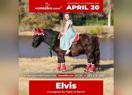 Más ponis/caballos pequeños, Caballo castrado, 7 años, 112 cm, Negro