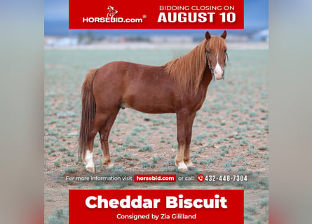 Más ponis/caballos pequeños, Caballo castrado, 7 años, 114 cm, Alazán rojizo