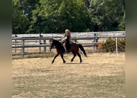 Más ponis/caballos pequeños, Caballo castrado, 7 años, 116 cm, Castaño