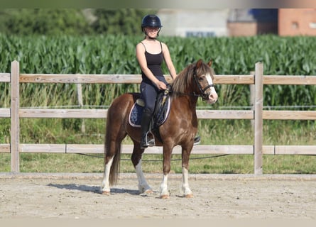 Más ponis/caballos pequeños, Caballo castrado, 7 años, 117 cm, Castaño