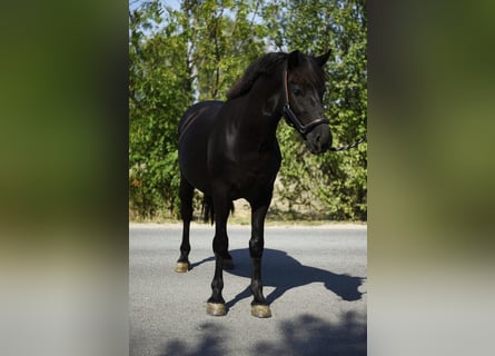 Más ponis/caballos pequeños, Caballo castrado, 7 años, 148 cm, Negro