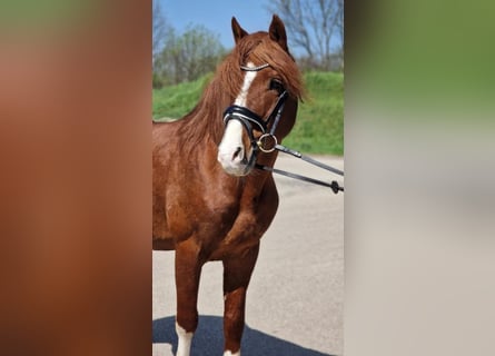 Más ponis/caballos pequeños, Caballo castrado, 7 años, 150 cm, Alazán