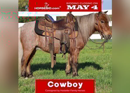 Más ponis/caballos pequeños, Caballo castrado, 7 años, 91 cm, Ruano alazán