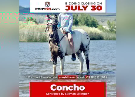 Más ponis/caballos pequeños, Caballo castrado, 8 años, 107 cm