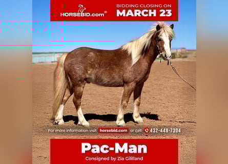 Más ponis/caballos pequeños, Caballo castrado, 8 años, 114 cm, Ruano alazán