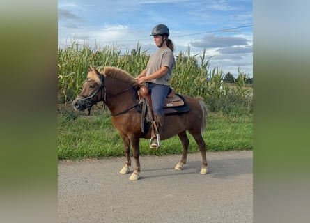 Más ponis/caballos pequeños, Caballo castrado, 8 años, 120 cm, Alazán-tostado