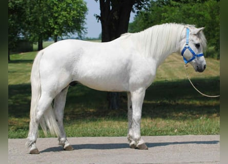 Más ponis/caballos pequeños, Caballo castrado, 8 años, 138 cm, Tordo