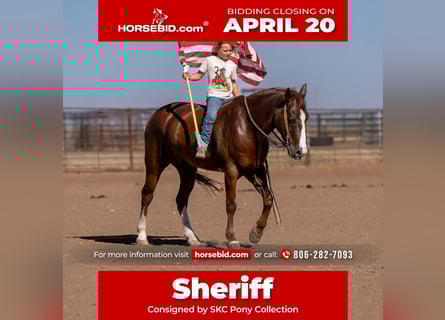 Más ponis/caballos pequeños, Caballo castrado, 8 años, 145 cm, Alazán rojizo