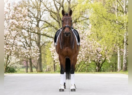 Más ponis/caballos pequeños, Caballo castrado, 8 años, 145 cm, Castaño