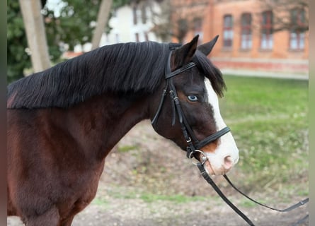 Más ponis/caballos pequeños, Caballo castrado, 8 años, 153 cm, Castaño