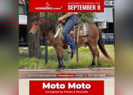 Más ponis/caballos pequeños, Caballo castrado, 8 años, 97 cm, Castaño rojizo