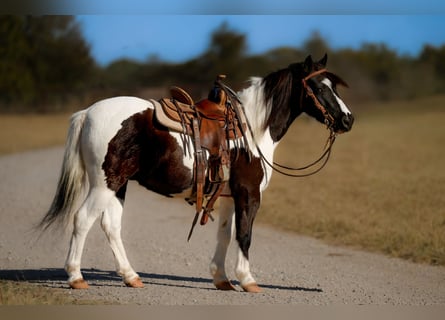 Más ponis/caballos pequeños, Caballo castrado, 8 años, Pío