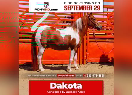 Más ponis/caballos pequeños, Caballo castrado, 9 años, 102 cm, Pío