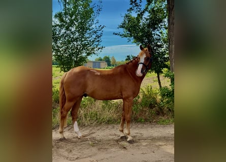 Más ponis/caballos pequeños, Caballo castrado, 9 años, 148 cm, Alazán