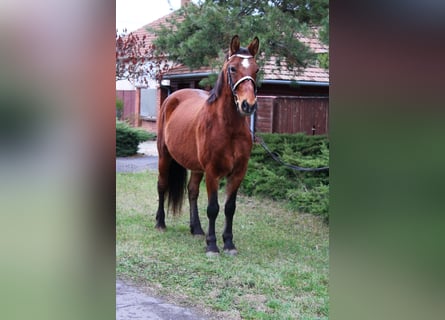 Más ponis/caballos pequeños, Caballo castrado, 9 años, 151 cm, Castaño