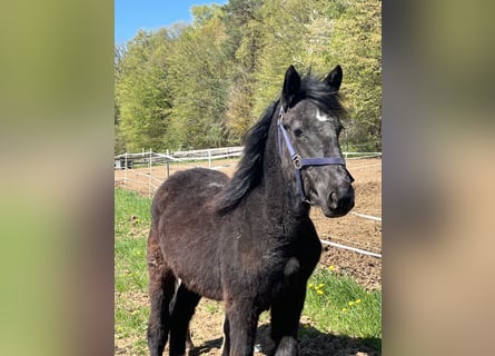 Más ponis/caballos pequeños, Semental, 1 año, 125 cm, Negro