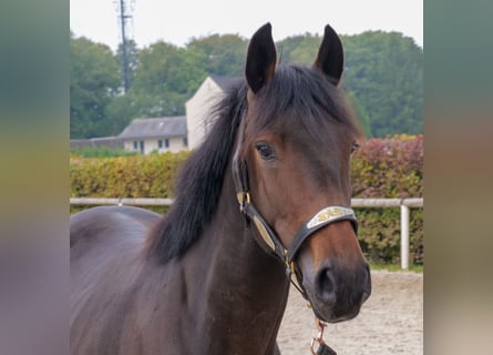 Más ponis/caballos pequeños, Semental, 2 años, 148 cm, Castaño oscuro